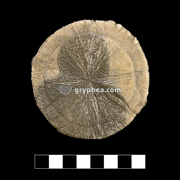 Pyrite dollar - Soleil de pyrite - échantillon - gryphea.com